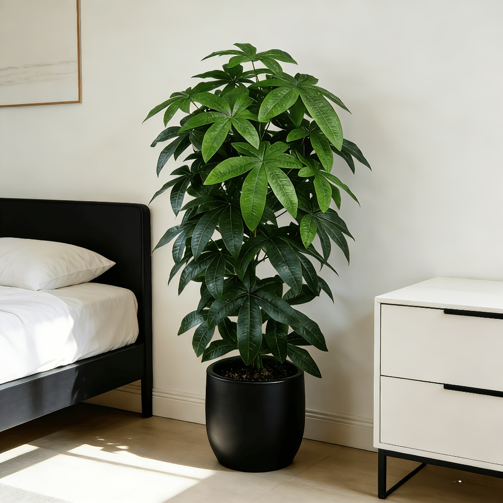 과학적인 돈나무 특징을 지닌 인공 돈나무 파치라 아쿠아 - Ficus Lyrata Tree 리뷰 및 가격